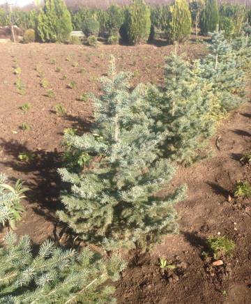 Шаки ЕООД - град Велико Търново | Авто-мото и велосипеди - снимка 1