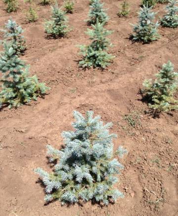 Шаки ЕООД - град Велико Търново | Авто-мото и велосипеди - снимка 4