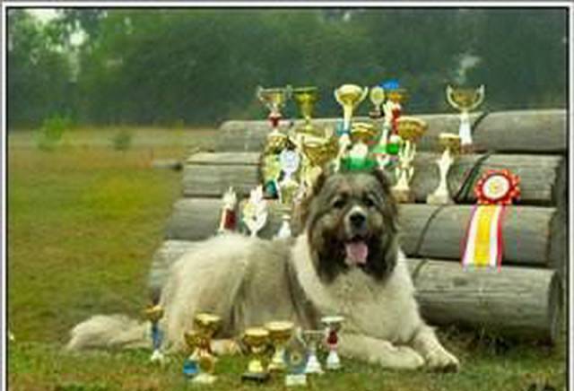 Албена Експрес - град София | Дейности - снимка 2