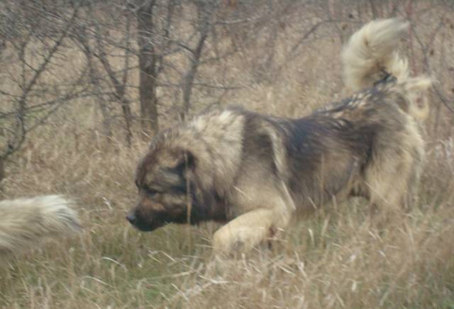 Албена Експрес - град София | Дейности - снимка 3