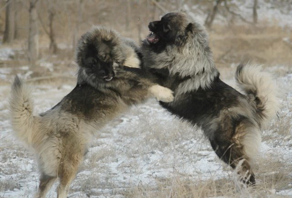 Албена Експрес - град София | Дейности - снимка 6
