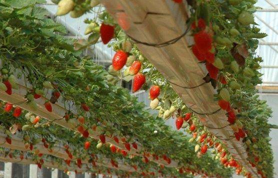 Top Greenhouses - град София | Оборудване, машини и инструменти - снимка 2