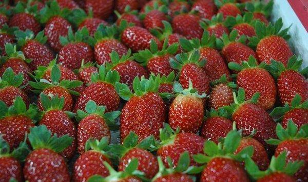 Top Greenhouses - град София | Оборудване, машини и инструменти - снимка 3