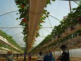 Top Greenhouses