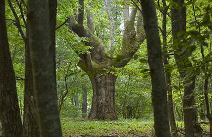 Avvaood78 - град Пловдив | Дърводобив и дървообработване - снимка 2