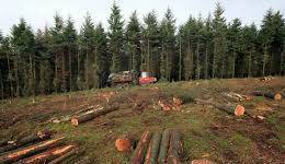 Avvaood78 - град Пловдив | Дърводобив и дървообработване - снимка 4