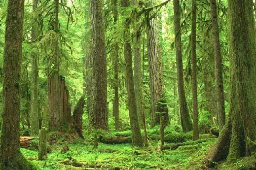 Avvaood78 - град Пловдив | Дърводобив и дървообработване - снимка 5