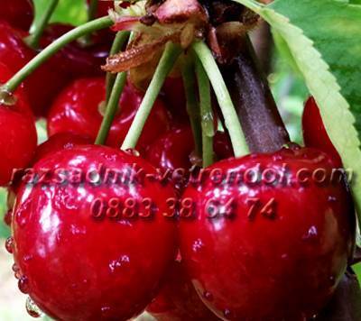 Овощен и декоративен разсадник Емануил Стоянов, село Ветрен дол | Семена и разсадници - снимка 1