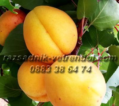 Овощен и декоративен разсадник Емануил Стоянов, село Ветрен дол | Семена и разсадници - снимка 2