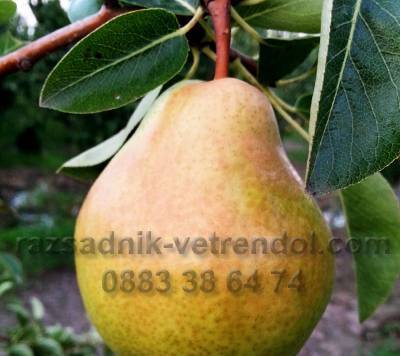 Овощен и декоративен разсадник Емануил Стоянов, село Ветрен дол | Семена и разсадници - снимка 3