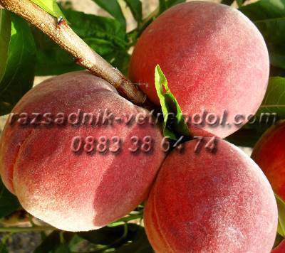 Овощен и декоративен разсадник Емануил Стоянов, село Ветрен дол | Семена и разсадници - снимка 4