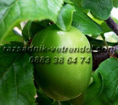 Овощен и декоративен разсадник Емануил Стоянов, село Ветрен дол | Семена и разсадници - снимка 5