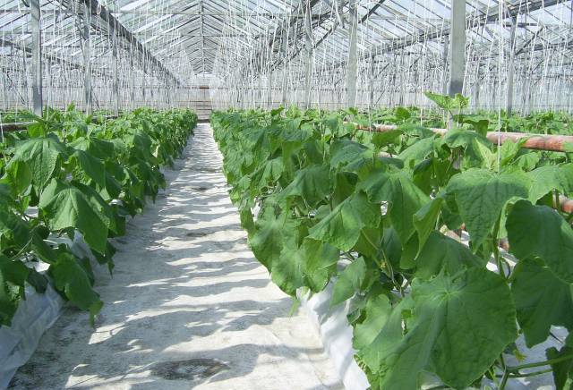 Хидрогроу България ООД - град Пловдив | Семена и разсадници - снимка 1