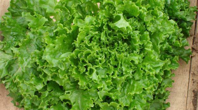 Хидрогроу България ООД - град Пловдив | Семена и разсадници - снимка 3