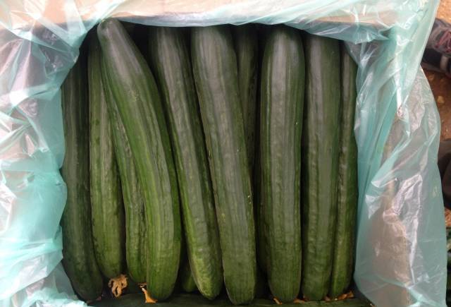 Хидрогроу България ООД - град Пловдив | Семена и разсадници - снимка 4