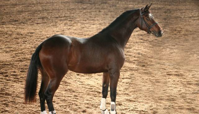 Сдружение eздови клуб - Силвена спорт, град Русе | Спортни клубове, дружества и федерации - снимка 3