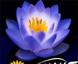 Магазини за цветя Лилия, бул.Янко Сакъзов 18, София, lilia.bg - доставка на букети - снимка 2