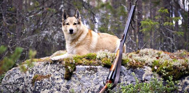 Ловна дружина Горна Малина - село Горна Малина | Дейности - снимка 2