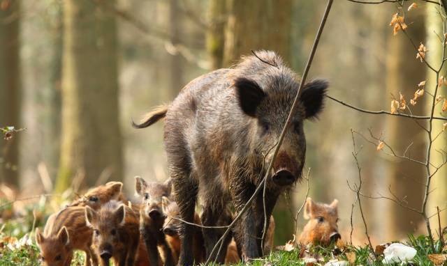 Ловна дружина Горна Малина - село Горна Малина | Дейности - снимка 3