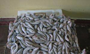 Dr. Spine Ltd - град Варна | Риба и рибни изделия - снимка 1