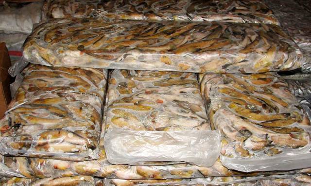 Dr. Spine Ltd - град Варна | Риба и рибни изделия - снимка 2