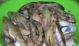 Dr. Spine Ltd - град Варна | Риба и рибни изделия - снимка 3