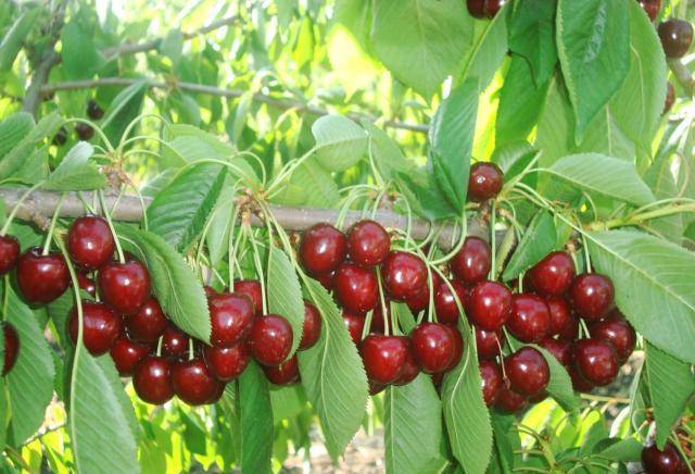 Овощен посадъчен материал - Продажба на овощни дръвчета, град Сливен | Семена и разсадници
