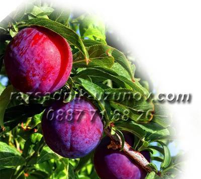 Разсадник "Тихомир Узунов - village Vetren dol | Nurseries and Seeds