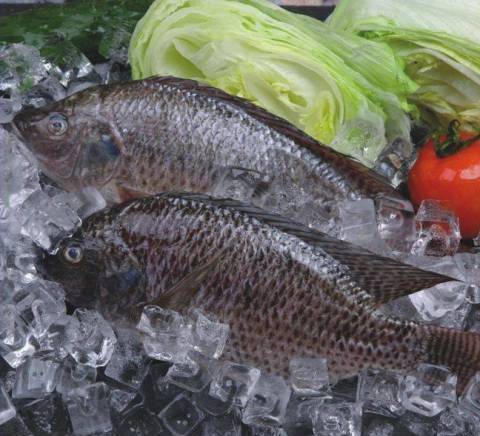 Tilapia Fish Company - град Варна | Риболов и рибовъдство - снимка 2