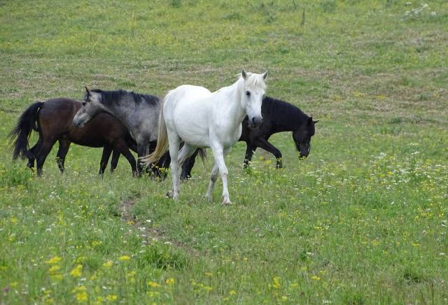 Вила/еко-мотел " Крива река" Смолян, град Смолян | Туристически услуги и обслужване - снимка 6
