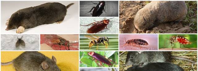 Еко Пест Консулт ЕООД - град Хасково | Обезпаразитяване и дезинфекция - снимка 2