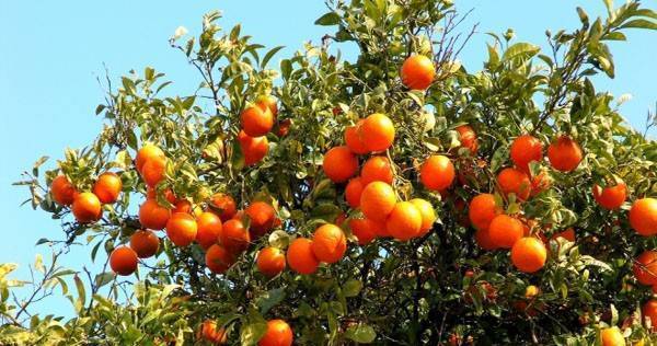 Медифудс - град София | Плодове и зеленчуци - снимка 2