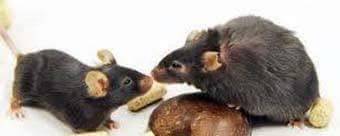 Pimgroup1 - град Пловдив | Обезпаразитяване и дезинфекция - снимка 2