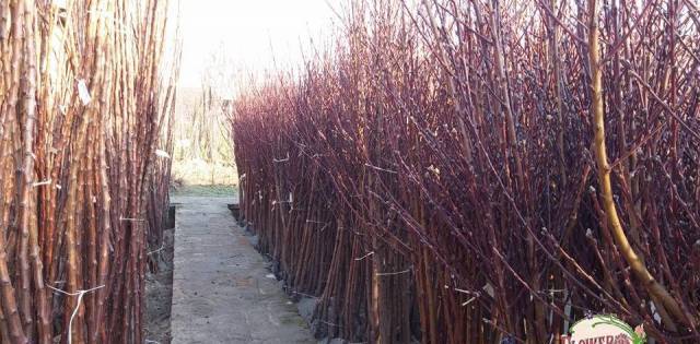 Разсадник FLOWER-GARDEN - град Велико Търново | Семена и разсадници - снимка 1