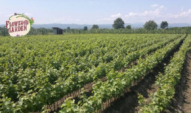 Разсадник FLOWER-GARDEN - град Велико Търново | Семена и разсадници - снимка 2