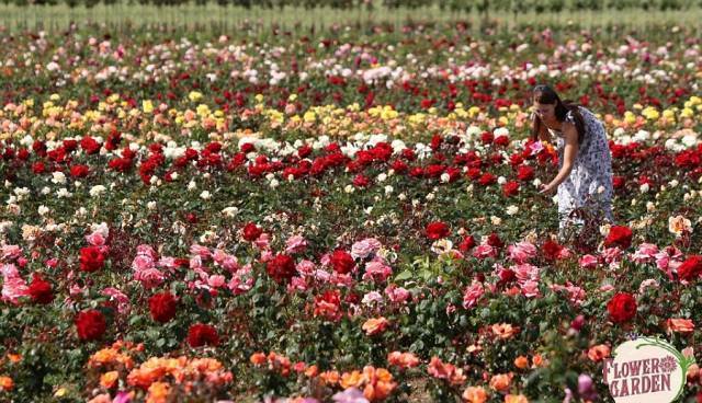 Разсадник FLOWER-GARDEN - град Велико Търново | Семена и разсадници - снимка 3