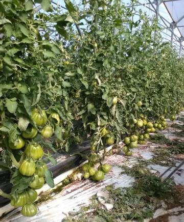 Итал Трейд ЕООД - град Варна | Плодове и зеленчуци - снимка 4