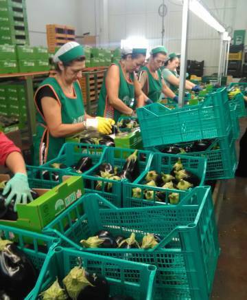 Итал Трейд ЕООД - град Варна | Плодове и зеленчуци - снимка 6