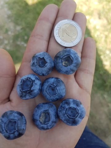 Акад Агропойнт ЕООД - град Павликени | Земеделие - снимка 1