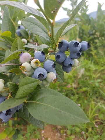 Акад Агропойнт ЕООД - град Павликени | Земеделие - снимка 2