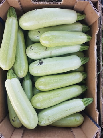 Акад Агропойнт ЕООД - град Павликени | Земеделие - снимка 3