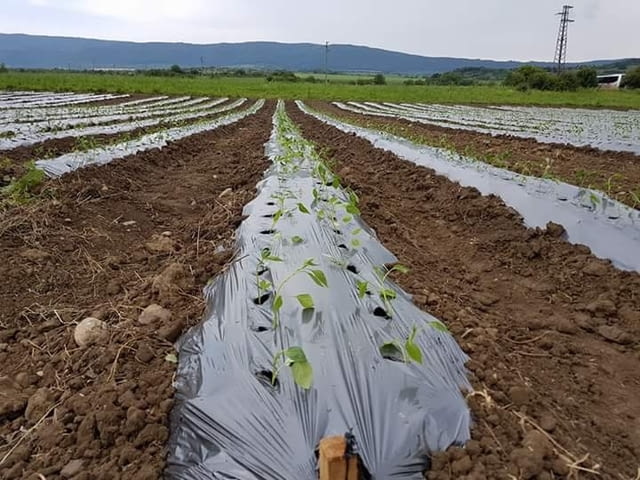 Акад Агропойнт ЕООД - град Павликени | Земеделие - снимка 4
