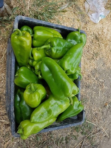 Акад Агропойнт ЕООД - град Павликени | Земеделие - снимка 5