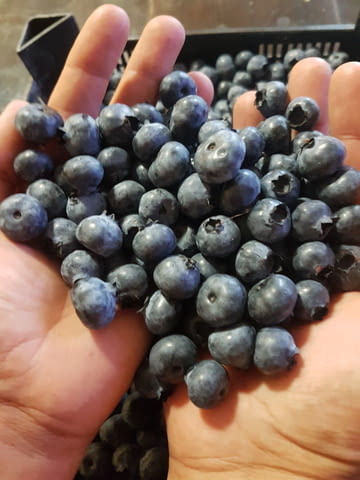 Акад Агропойнт ЕООД - град Павликени | Земеделие - снимка 6