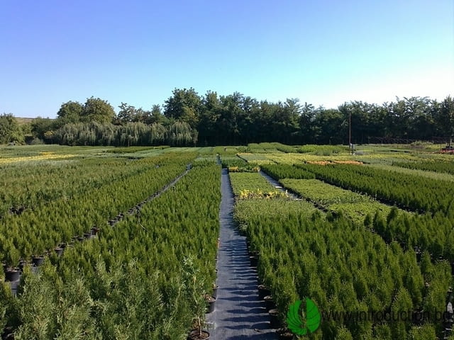 Интродукция - Георгиев и С-ие СД - град Стара Загора | Семена и разсадници - снимка 1