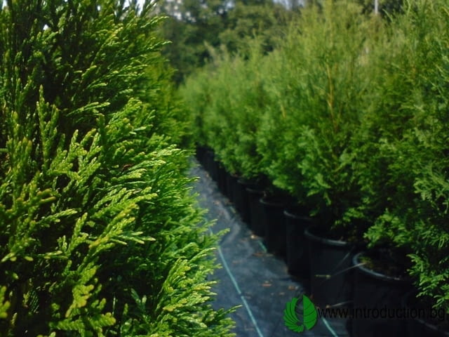 Интродукция - Георгиев и С-ие СД - град Стара Загора | Семена и разсадници - снимка 2