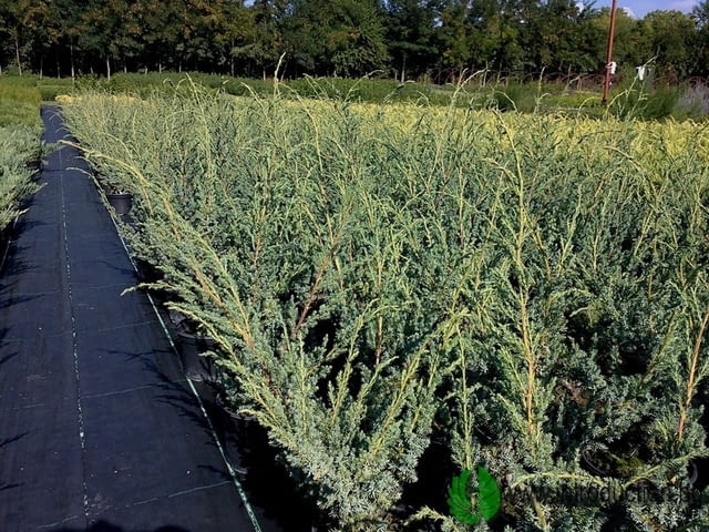 Интродукция - Георгиев и С-ие СД - град Стара Загора | Семена и разсадници - снимка 3