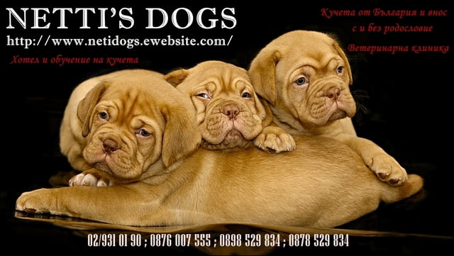 Кучета от България и внос с и без родословие от Нетидогс