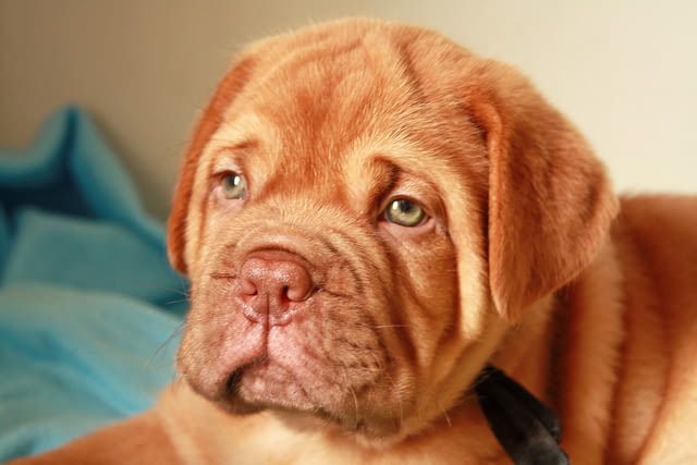 Дог от Бордо Dog of Bordo, 2 Months, Vaccinated - Yes - city of Sofia | Dogs - снимка 1