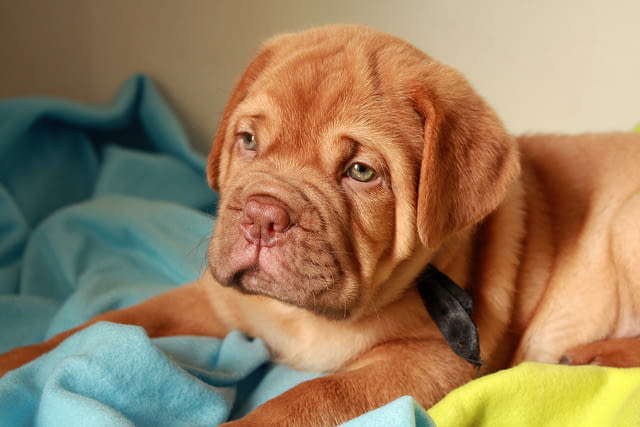 Дог от Бордо Dog of Bordo, 2 Months, Vaccinated - Yes - city of Sofia | Dogs - снимка 4